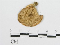 登錄號:F0012540藏品圖，第1張