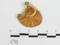 登錄號:F0012540藏品圖，第3張