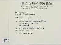 小菇屬藏品圖，第2張