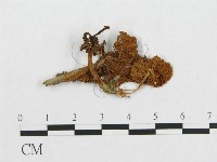 登錄號:F0012542藏品圖，第1張