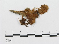 登錄號:F0012542藏品圖，第3張