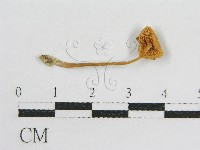 登錄號:F0012545藏品圖，第1張