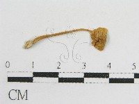 登錄號:F0012545藏品圖，第3張