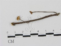 登錄號:F0012546藏品圖，第1張