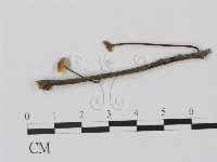 登錄號:F0012546藏品圖，第3張