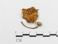 登錄號:F0012547藏品圖，第1張