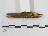 盔孢傘屬藏品圖，第3張