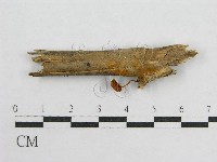 盔孢傘屬藏品圖，第5張