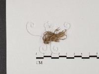 登錄號:F0012550藏品圖，第1張