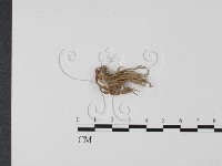 登錄號:F0012550藏品圖，第3張
