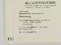 刺革菌屬藏品圖，第2張