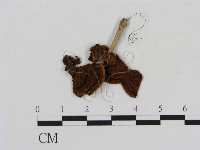 刺革菌屬藏品圖，第1張