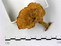 優雅波邊革菌藏品圖，第3張