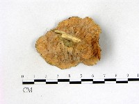 優雅波邊革菌藏品圖，第4張