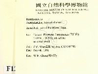 毛木耳藏品圖，第2張