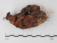 登錄號:F0012557藏品圖，第3張