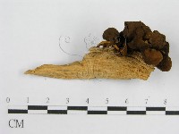 登錄號:F0012558藏品圖，第3張
