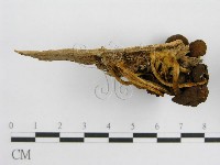 登錄號:F0012558藏品圖，第4張