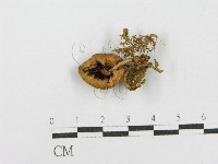 登錄號:F0012559藏品圖，第1張