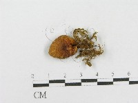 登錄號:F0012559藏品圖，第3張