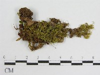 登錄號:F0012561藏品圖，第1張