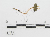 登錄號:F0012562藏品圖，第3張