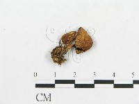 登錄號:F0012563藏品圖，第1張