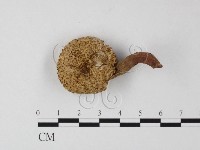 登錄號:F0012564藏品圖，第1張