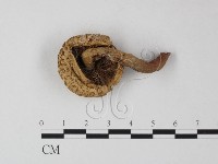 登錄號:F0012564藏品圖，第3張