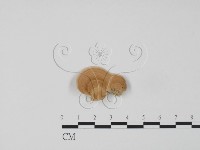 登錄號:F0012566藏品圖，第1張
