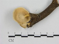 相鄰小孔菌藏品圖，第3張