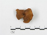 登錄號:F0012568藏品圖，第1張