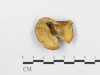 登錄號:F0012568藏品圖，第3張