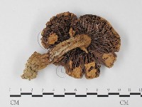 登錄號:F0012569藏品圖，第3張