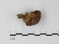 登錄號:F0012570藏品圖，第1張