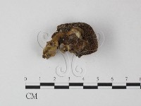 登錄號:F0012570藏品圖，第3張