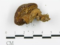 登錄號:F0012570藏品圖，第4張