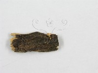 登錄號:F0012572藏品圖，第3張