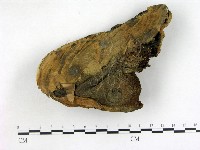 登錄號:F0012573藏品圖，第1張