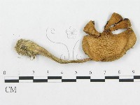 登錄號:F0012574藏品圖，第1張
