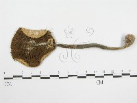 登錄號:F0012575藏品圖，第1張