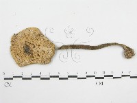 登錄號:F0012575藏品圖，第3張