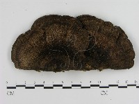 登錄號:F0012576藏品圖，第1張