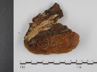 登錄號:F0012577藏品圖，第1張