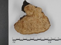 登錄號:F0012577藏品圖，第3張
