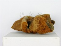 登錄號:F0012578藏品圖，第5張
