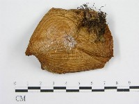 登錄號:F0012579藏品圖，第1張