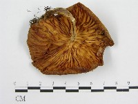 登錄號:F0012579藏品圖，第3張