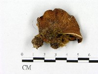 登錄號:F0012580藏品圖，第1張