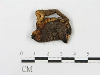 登錄號:F0012582藏品圖，第1張